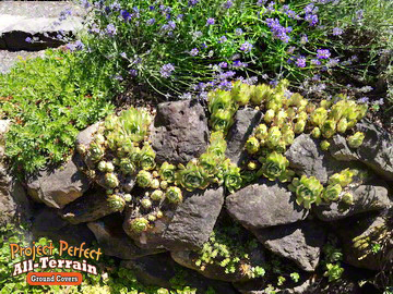 Hens n Chicks All Terrain Groundcover Crevice2016409